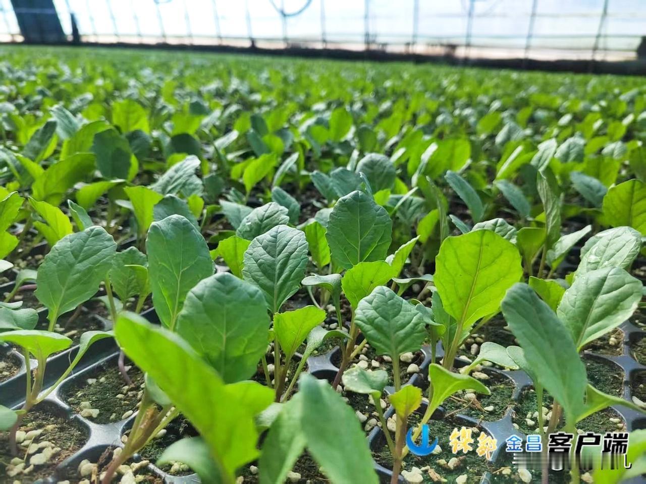 春耕备耕有序推进
筑牢粮食安全“压舱石”
永昌县坚持把粮食安全作为“国之大者”，