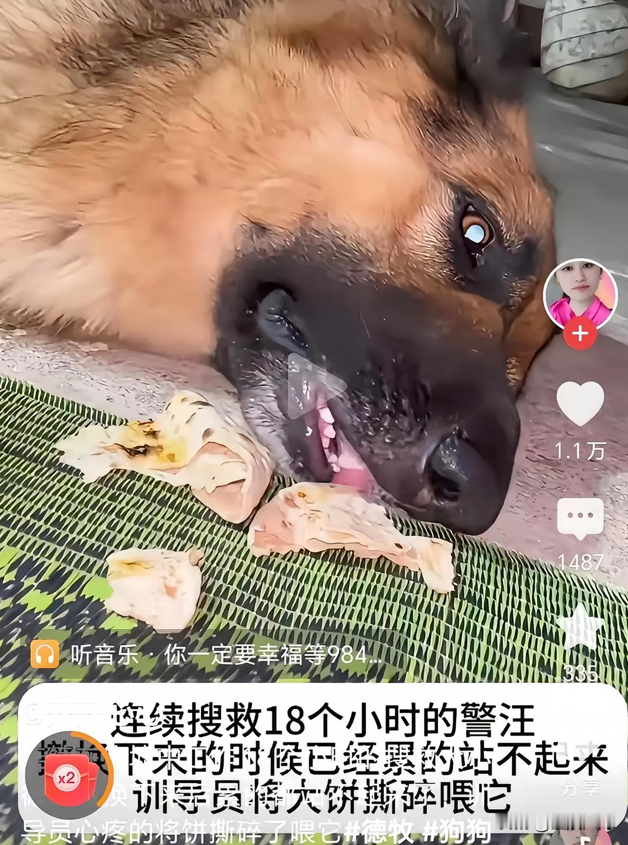 破防泪目！
西藏吉隆口岸连夜救援，人累瘫、搜救犬也累到趴地不起🔥
 
总有一些