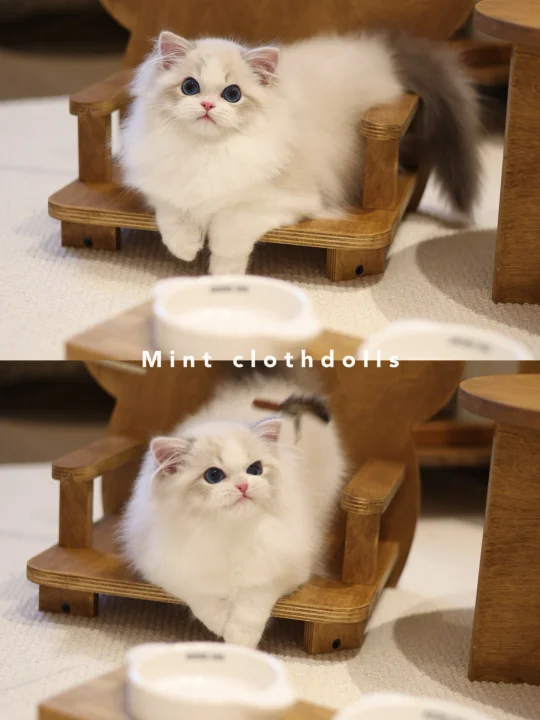 超有镜头感的小茂密🐱