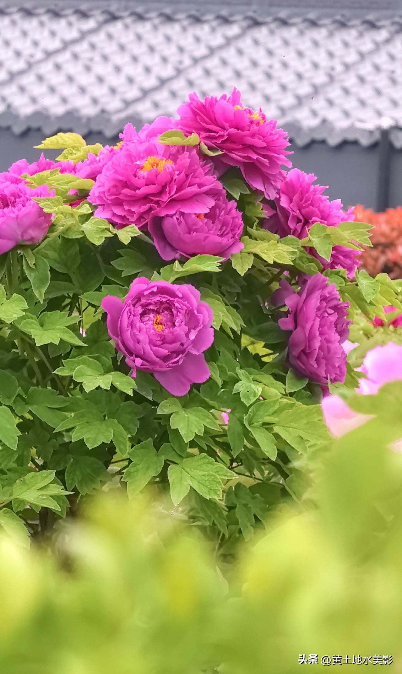 当牡丹花与明堂天堂和应天门这些古建筑物交相辉映的时候，我们仿佛在这里穿越了历史与