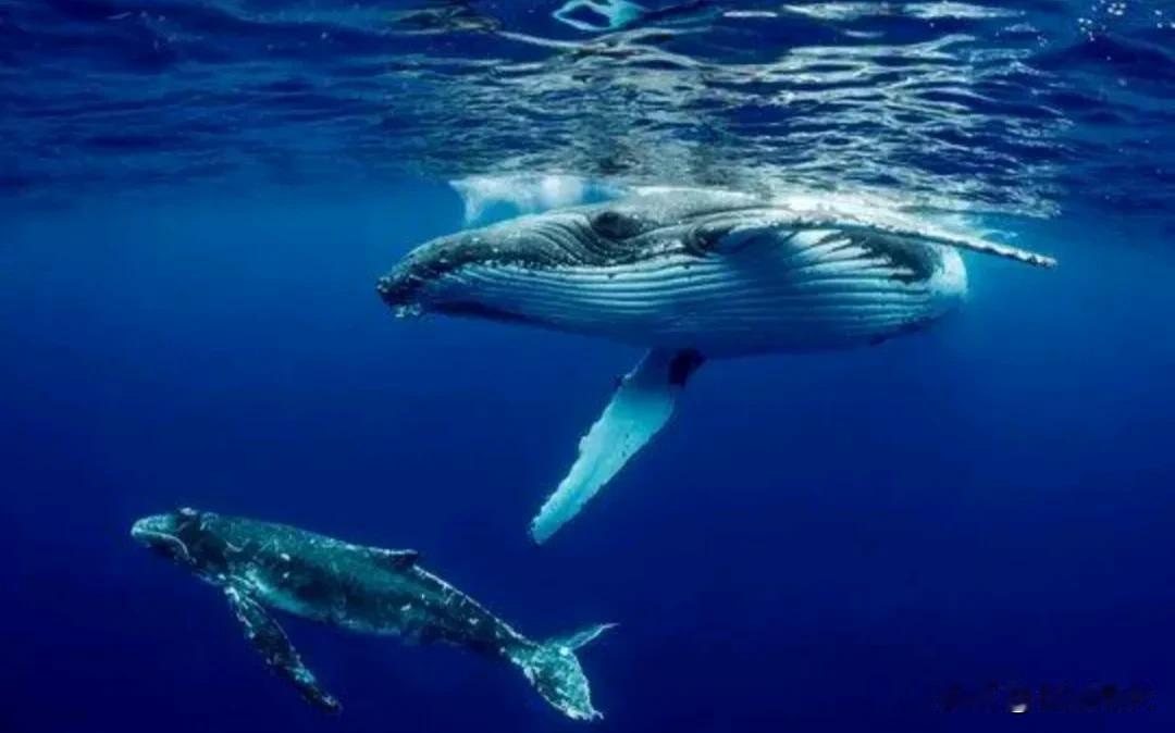 一、学生
 
1. 对于学生来说，梦到鲸鱼可能意味着对知识的渴望和对广阔世界的向