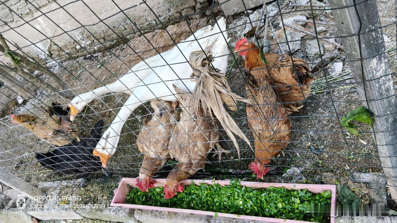 芹菜喂鸡，确实能促消化、增食欲、助长膘、提产蛋，但要控量、切碎、拌料，不能当主食