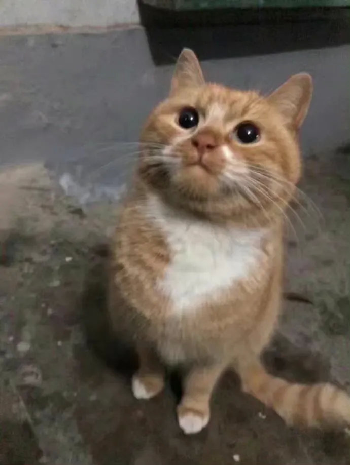 它看起来好勤奋好努力的生活哦！