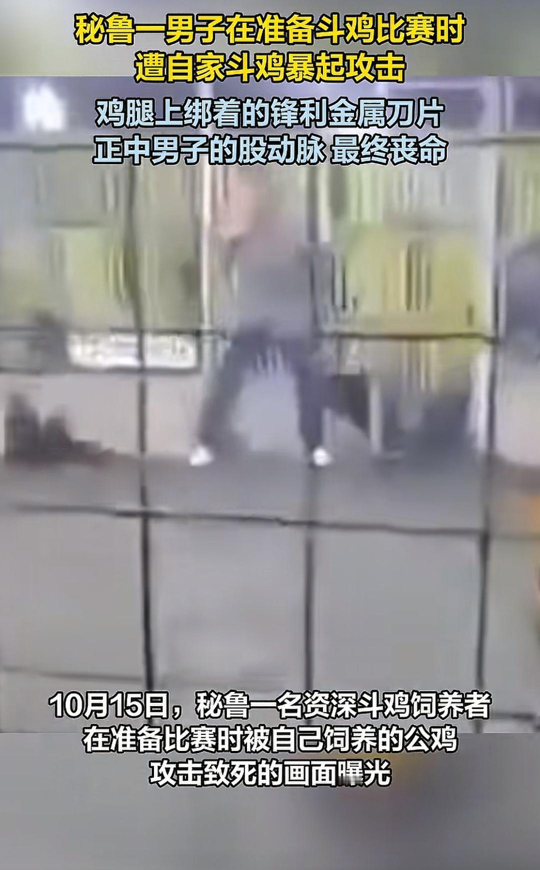 秘鲁男子遭自家斗鸡暴起攻击：鸡腿上刀片刺穿股动脉 丧命瞬间曝光