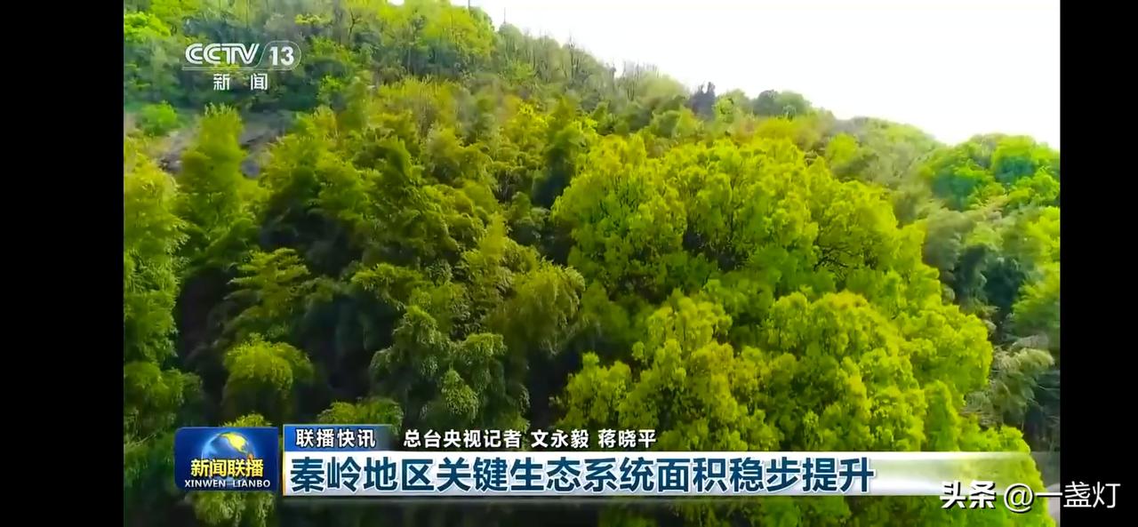 秦岭地区生态系统面积稳步提升，守护绿色家园！🌳💚