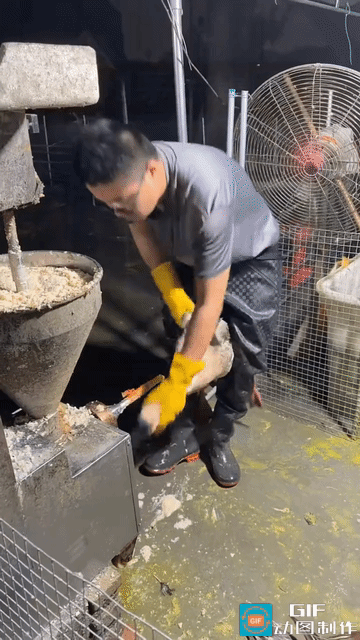 网友震惊了：一工作人员站在一台机器前，随后抓过来一只大鹅，然后用腿夹住大鹅的身体