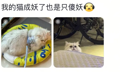 田曦薇 我的猫能进妖市吗猫公大人：这届人类怎么比妖还难带？！  网友：别管！先给