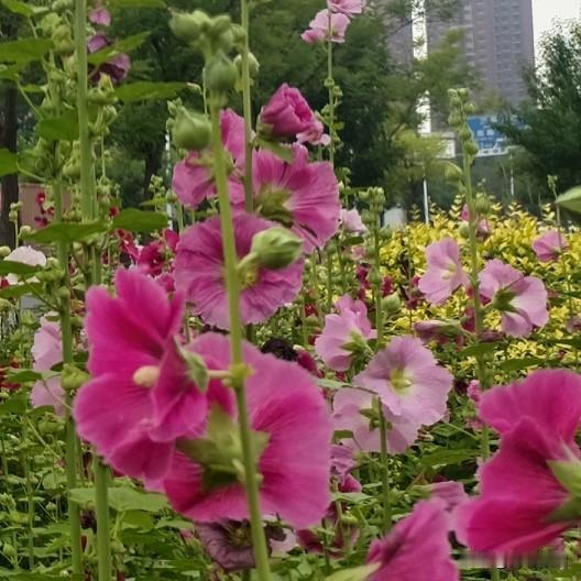 1、防备手机，洗澡也要带着，消息来了下意识躲闪，不给你碰，一问就嫌你不信任她。
