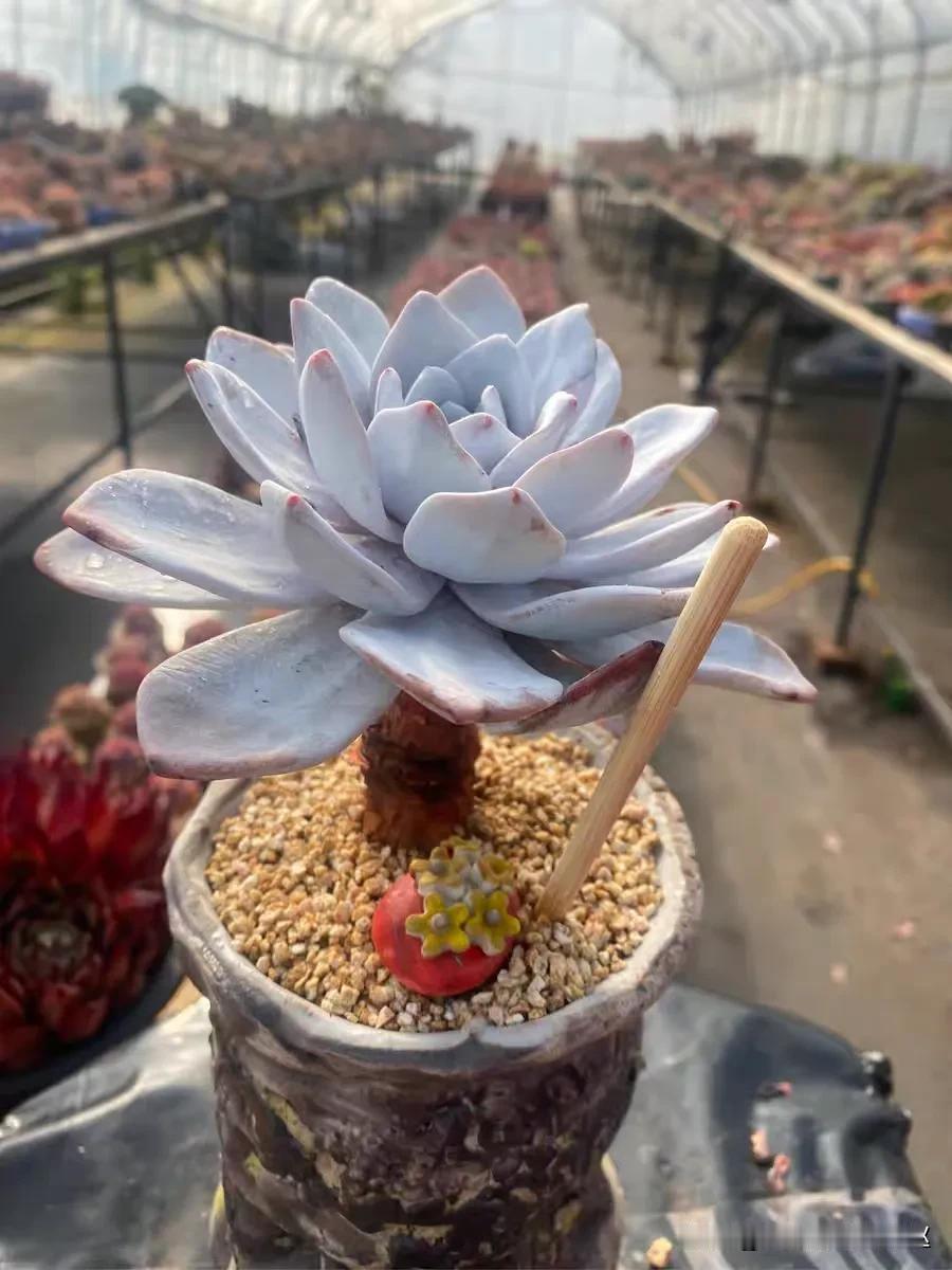 美不美，看大腿
这颗雪莲谁能不爱