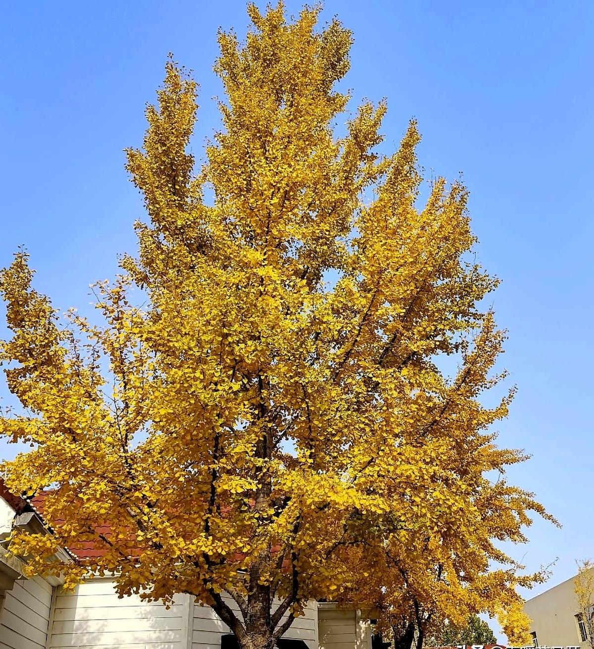 “一集电视剧中间允许加广告了！”

央视8套昨晚起恢复在剧中间插30秒广告，打破