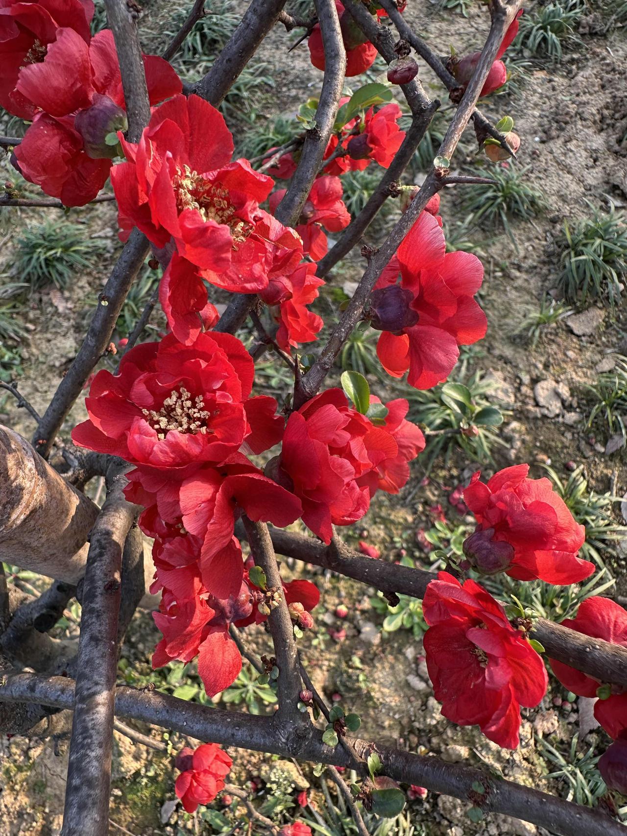 春天的海棠花是不是很美好?
又是一波海棠花怒放了。

我家院子里栽有5棵海棠花，