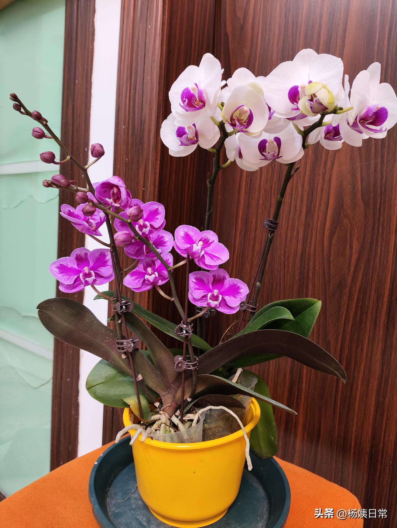 过了元宵节去逛街，看到花店卖的兰花不错，我问老板兰花多少钱一棵，老板说18块，所