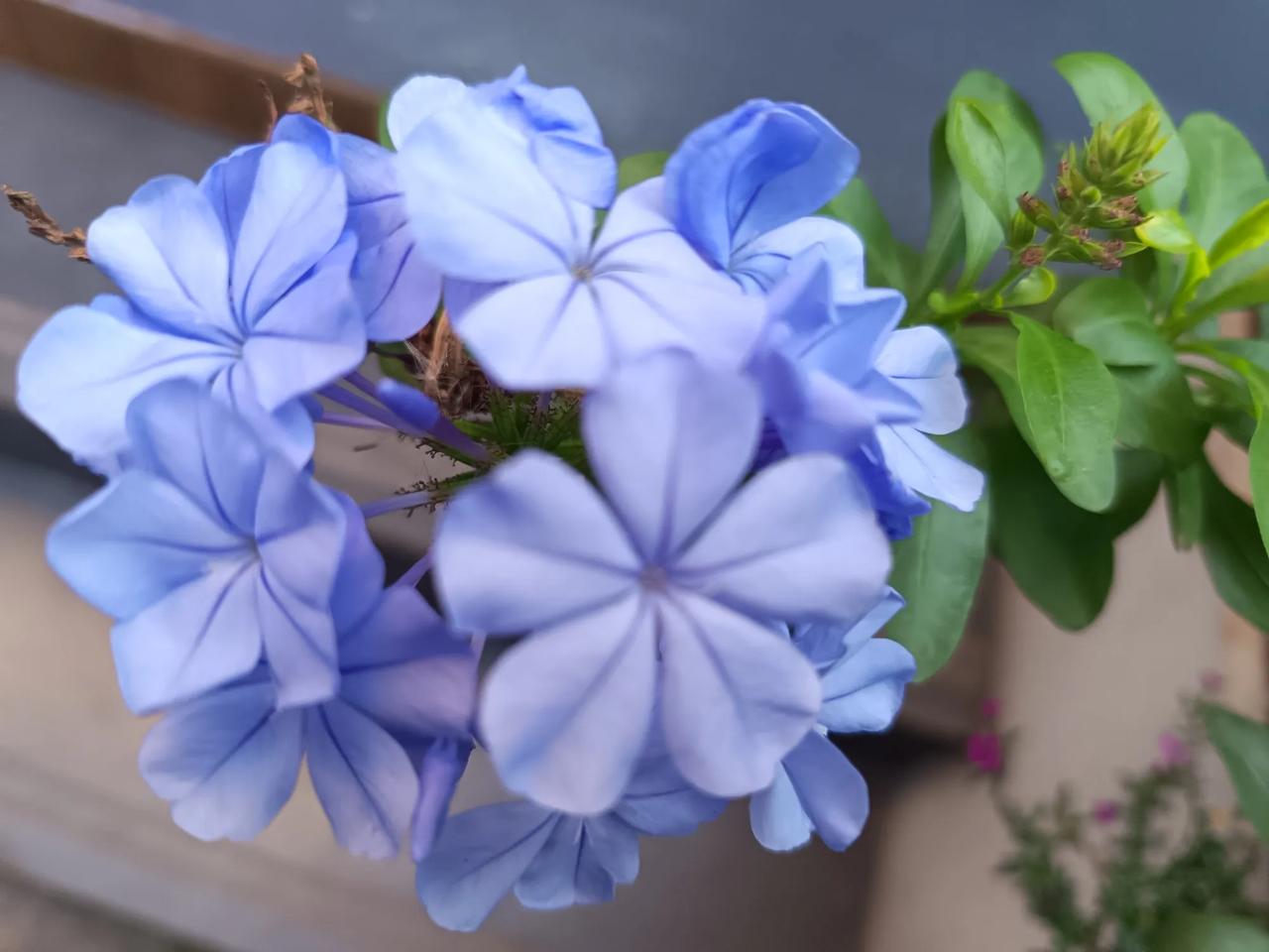 分享一张随手拍的花。这是我前几天在曲靖的绿化带随手拍的，也不知道是什么花。当时只