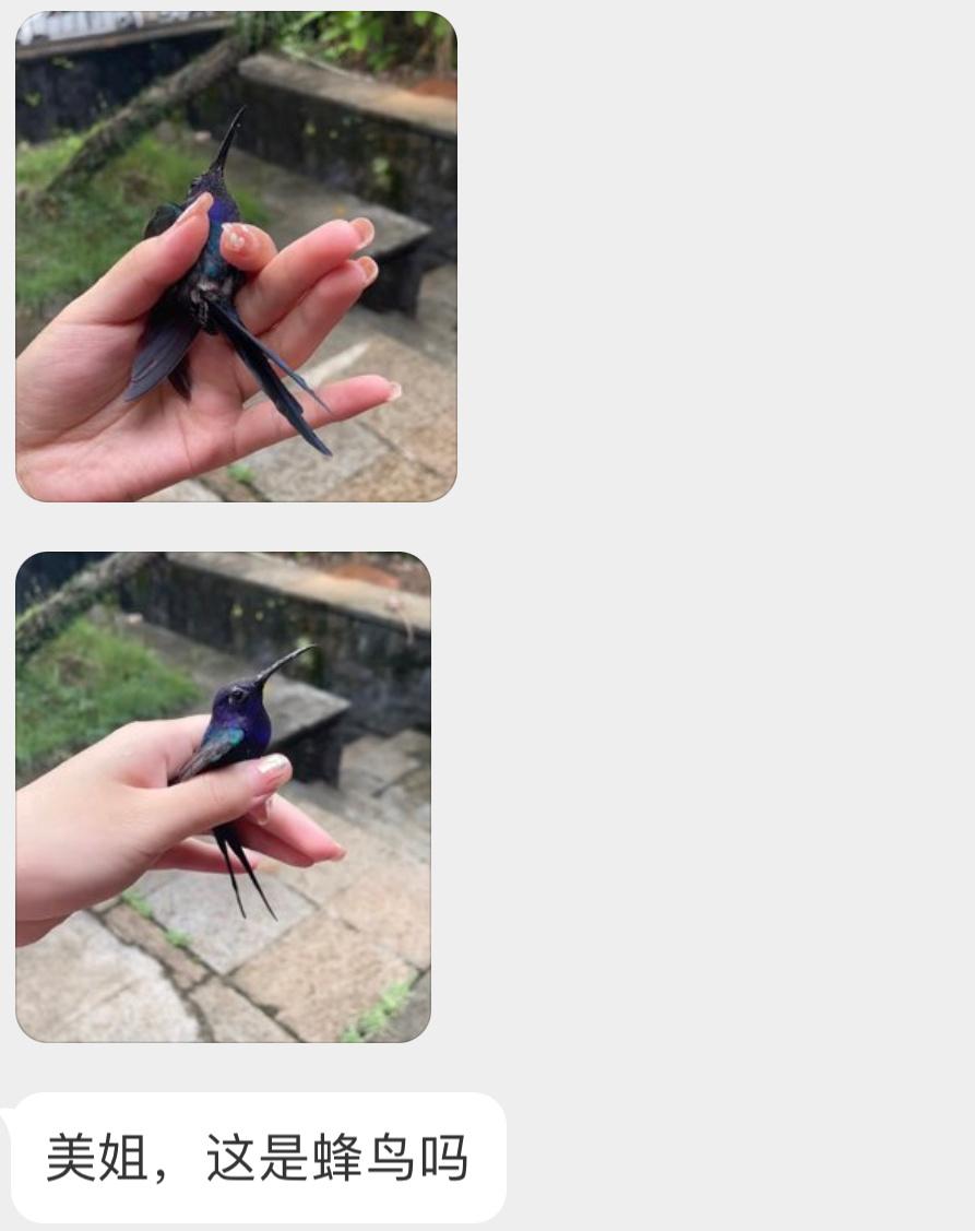 南美洲的【燕尾刀翅蜂鸟】好迷你的恐龙[开学季]（亚洲没有蜂鸟 ​​​