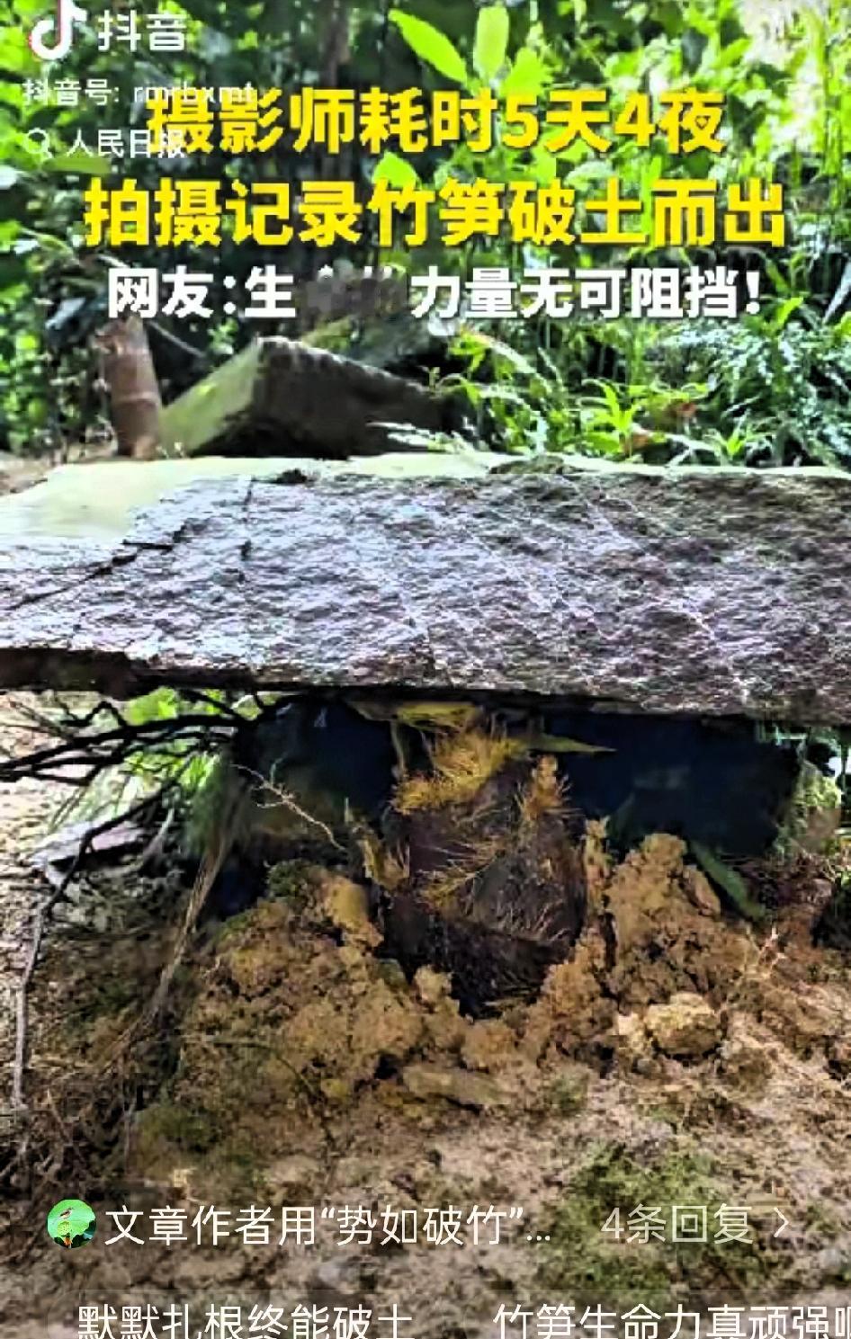 “这竹笋做梦都没想到它上人民日报了！”一摄影师耗时5天4夜拍竹笋，不料，在拍摄时