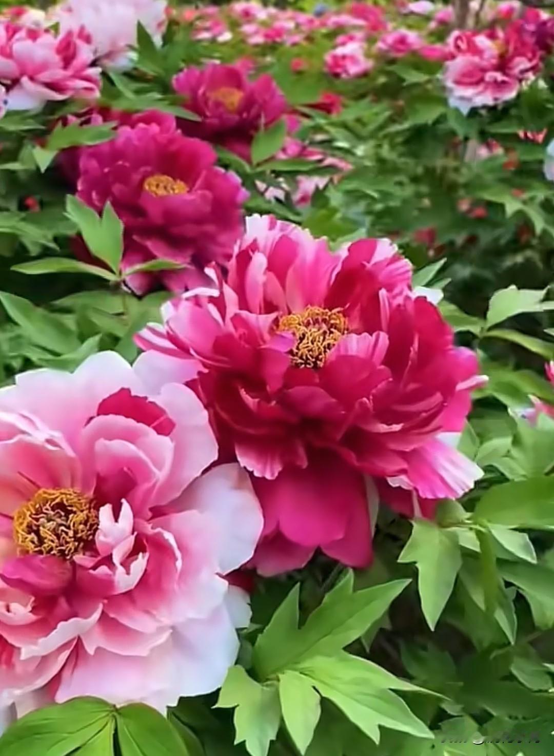 太美啦! 沉浸式逛牡丹园：从清晨到日暮，把一整个春天的富贵都装进镜头。
在这个万