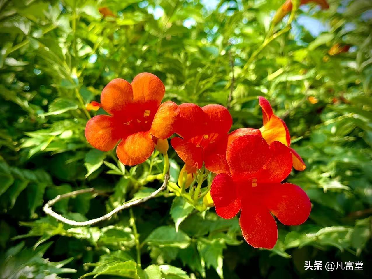 朝着云朵站立
          （原创）


一生都在
与自己较劲的凌霄花
只