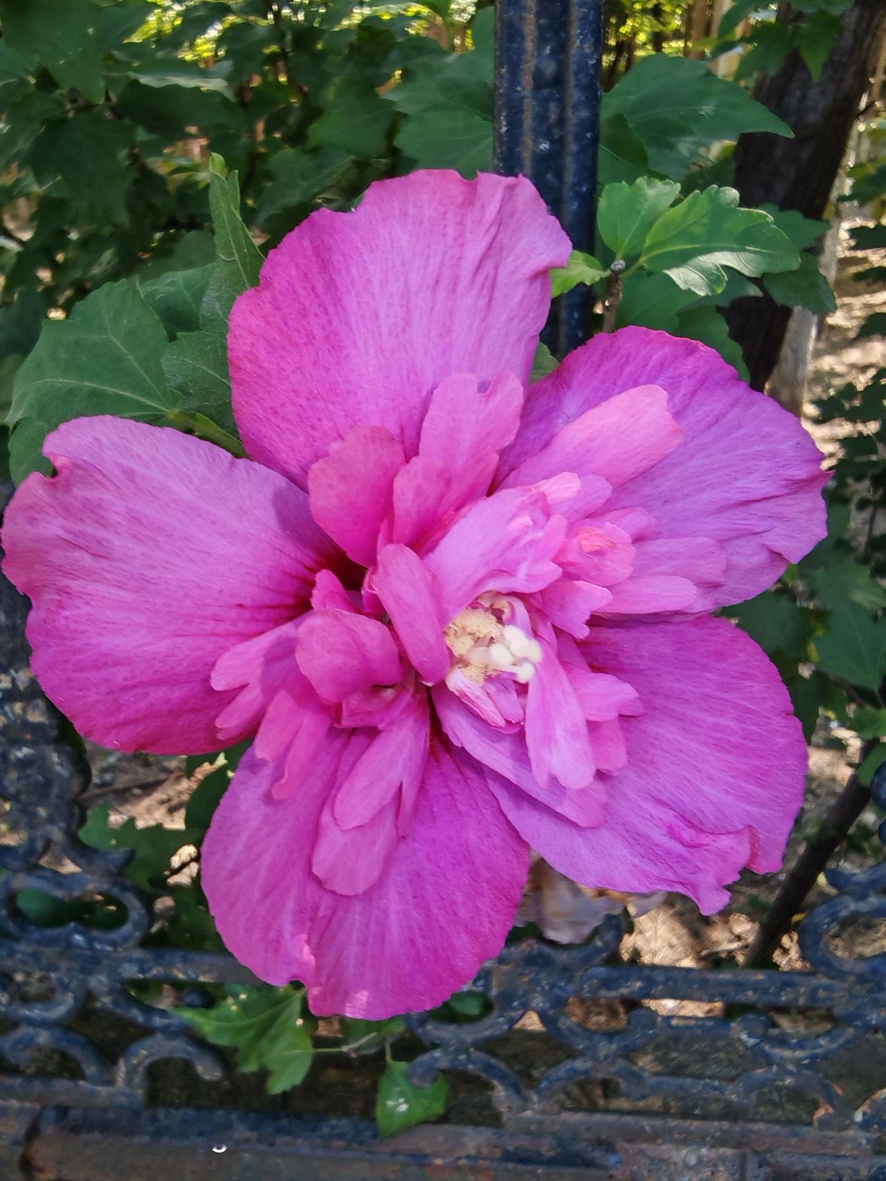 花开的美丽，绽放生命的热情。北京朝阳奶东木槿花西月锦绣