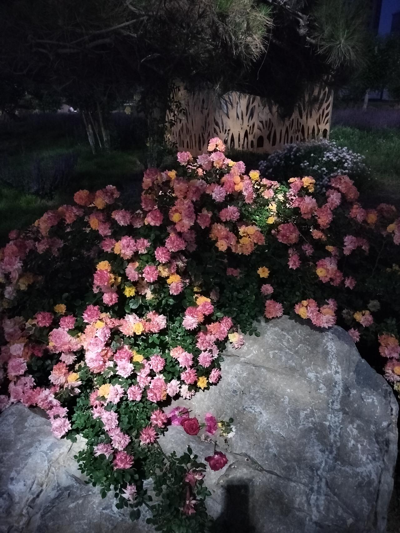 今天中午给儿子做了两个菜，一个西兰花虾仁，一个鸡蛋炒西葫，
也不知道咋回事儿，