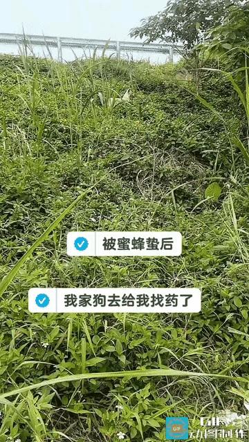 暖心一幕！主人被蜜蜂蛰疼得嘟囔，狗狗竟主动进山寻草药
 
男子出门劳作时不慎被蜜