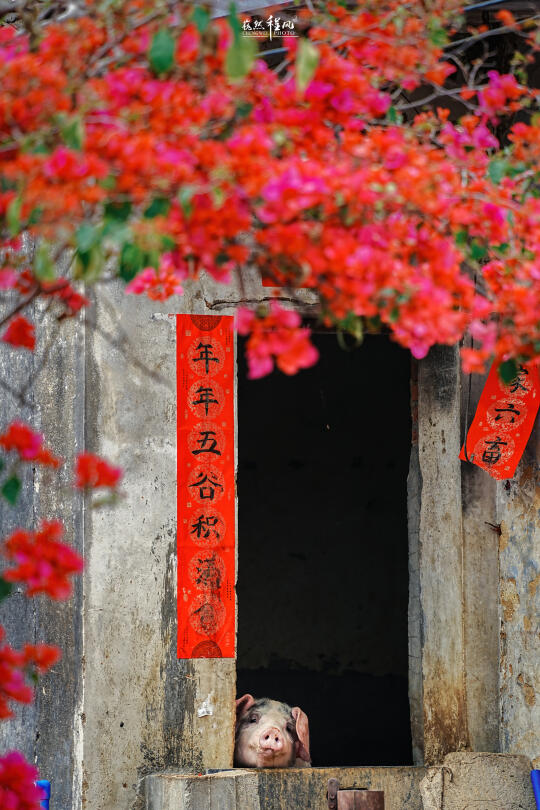 它似乎也在好奇，外面的春天有多灿烂！