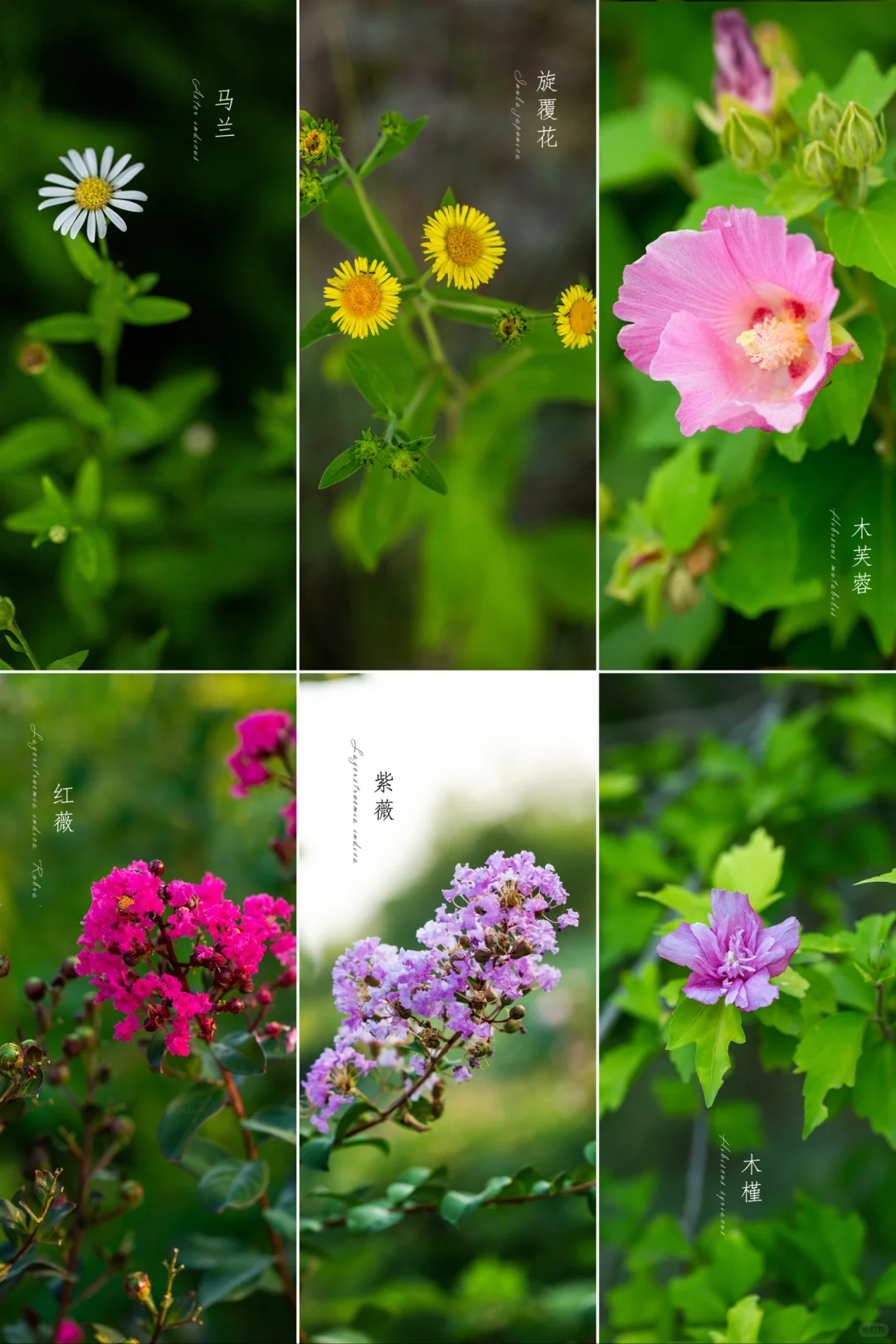 立秋的花|立秋