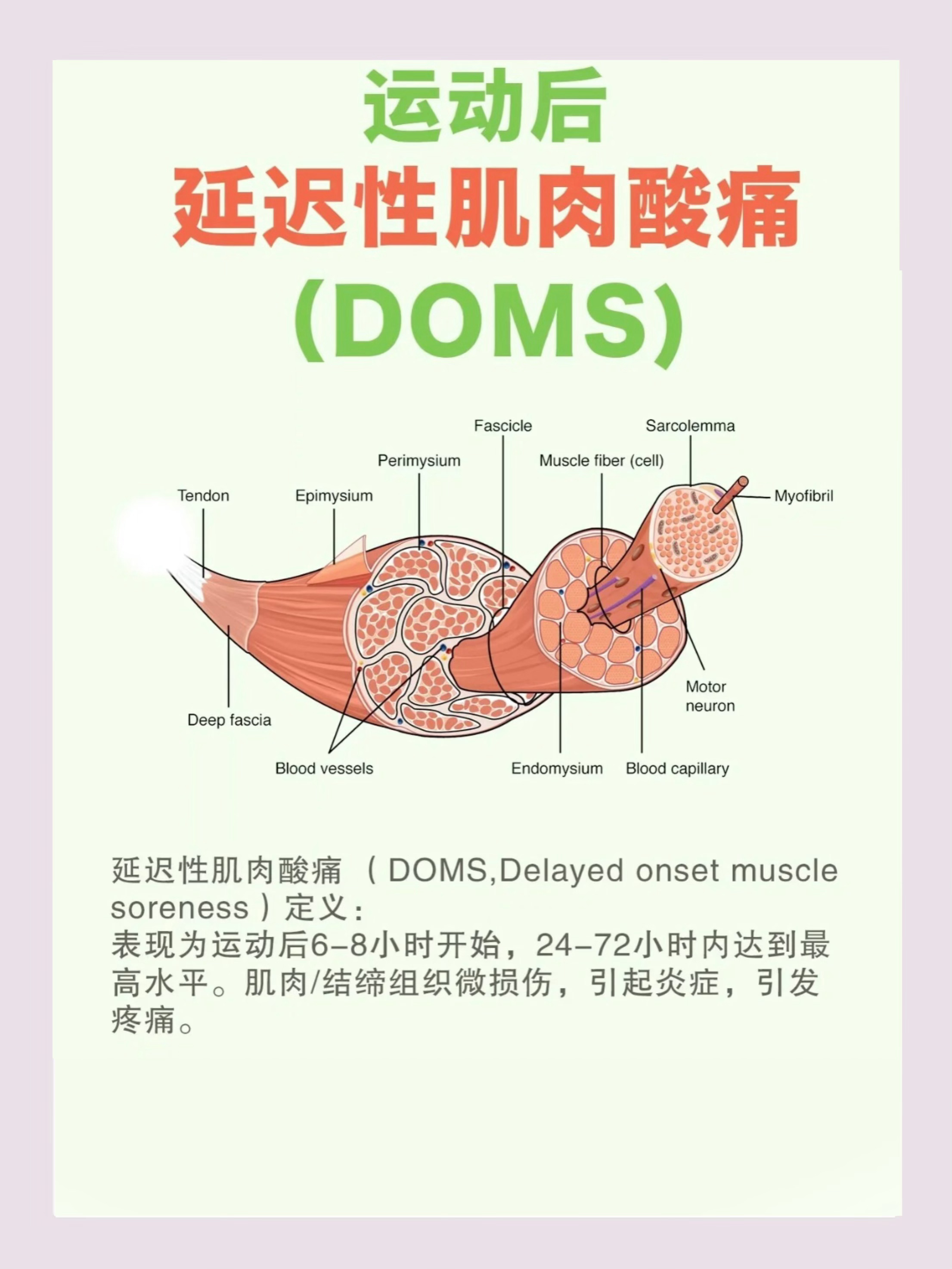 如何应对运动后延迟性肌肉酸痛轻微的延迟酸痛是正常的‼️但过度酸痛可能是一个警告信