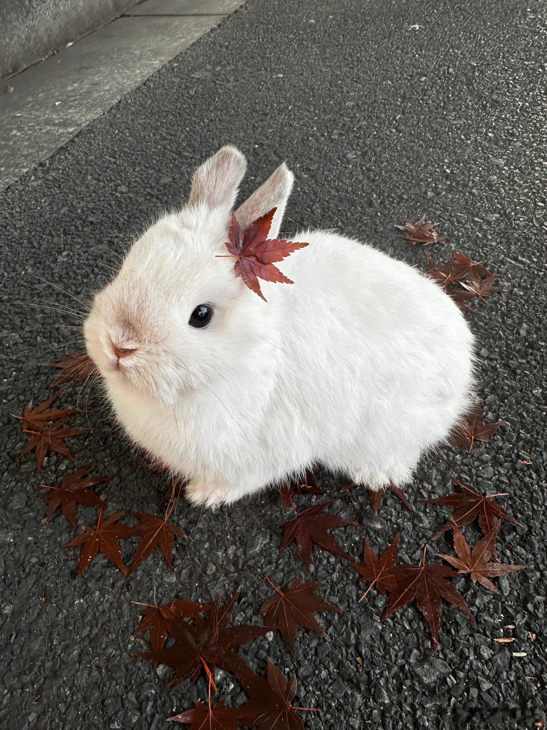 枫兔🍁 