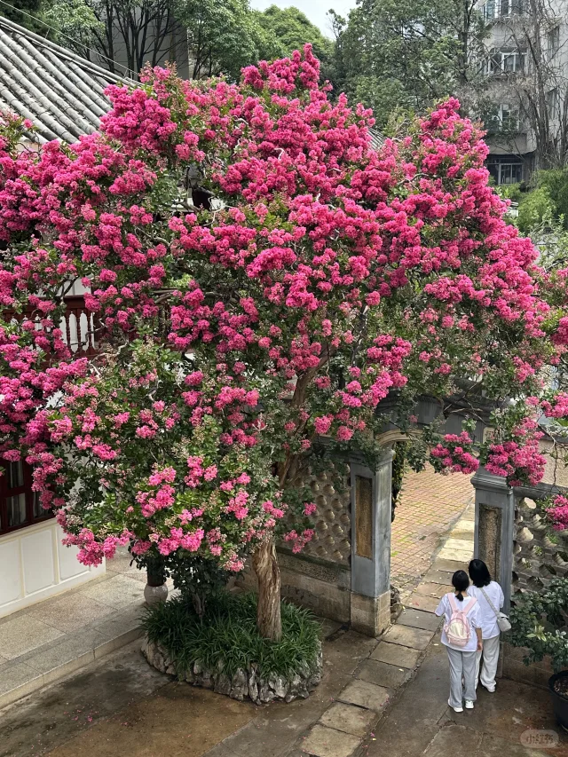 🌺 昆明！昆明！终于开了……