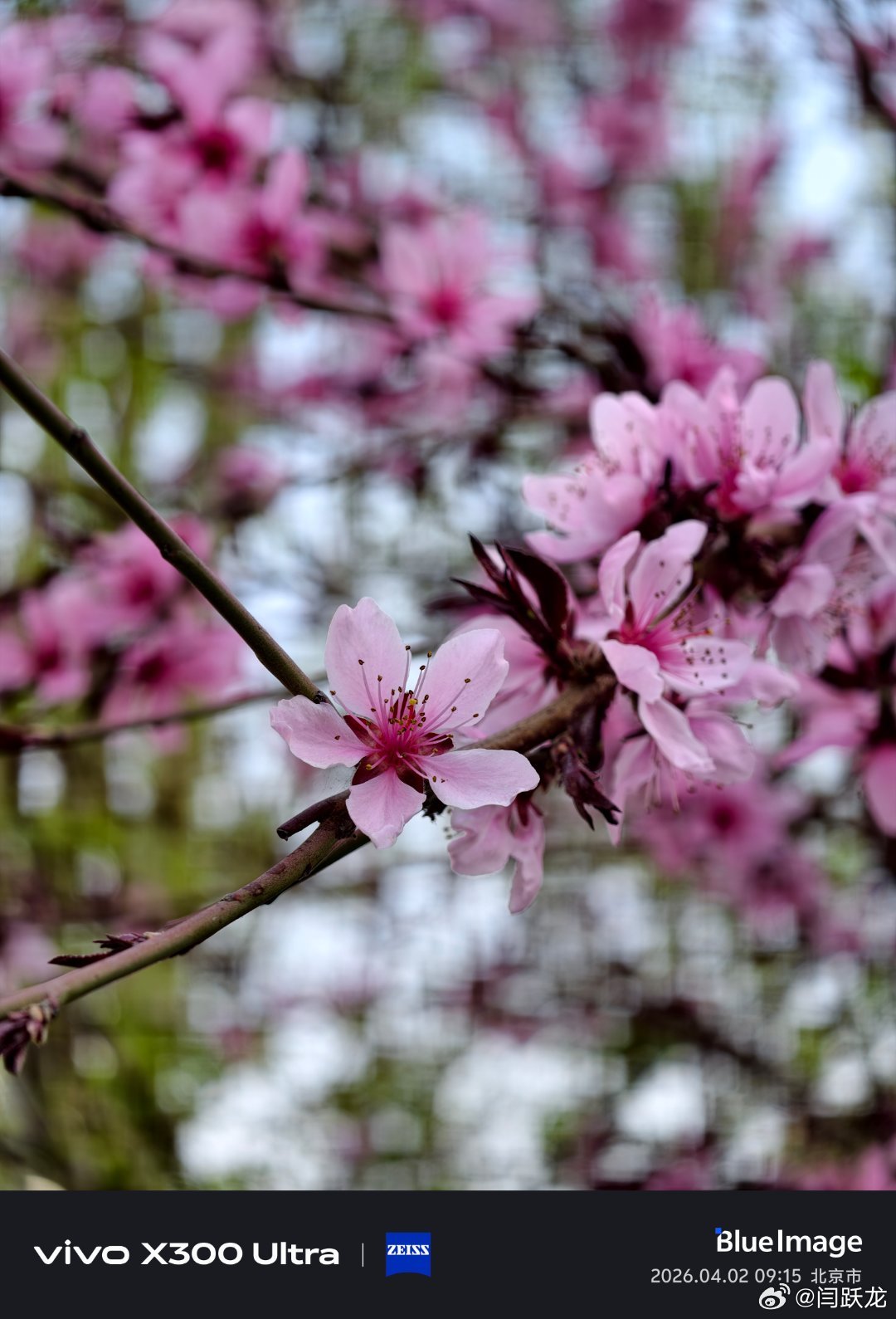 路边随手拍了几张，这拍照真牛啊！vivo x300 ultra专业v单