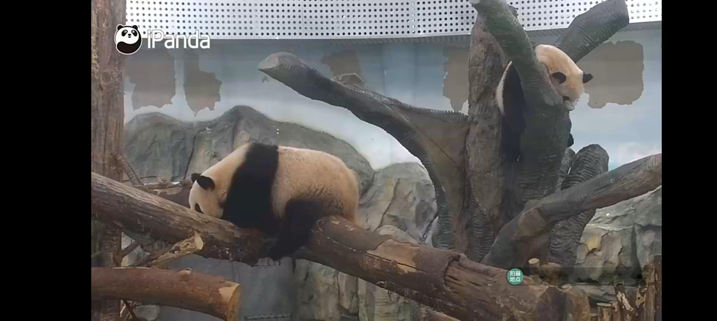 哦对的对的，诶不对不对乍一看 嗯，笙笙又在树上睡觉了，细看，婳婳占领了笙笙的高地