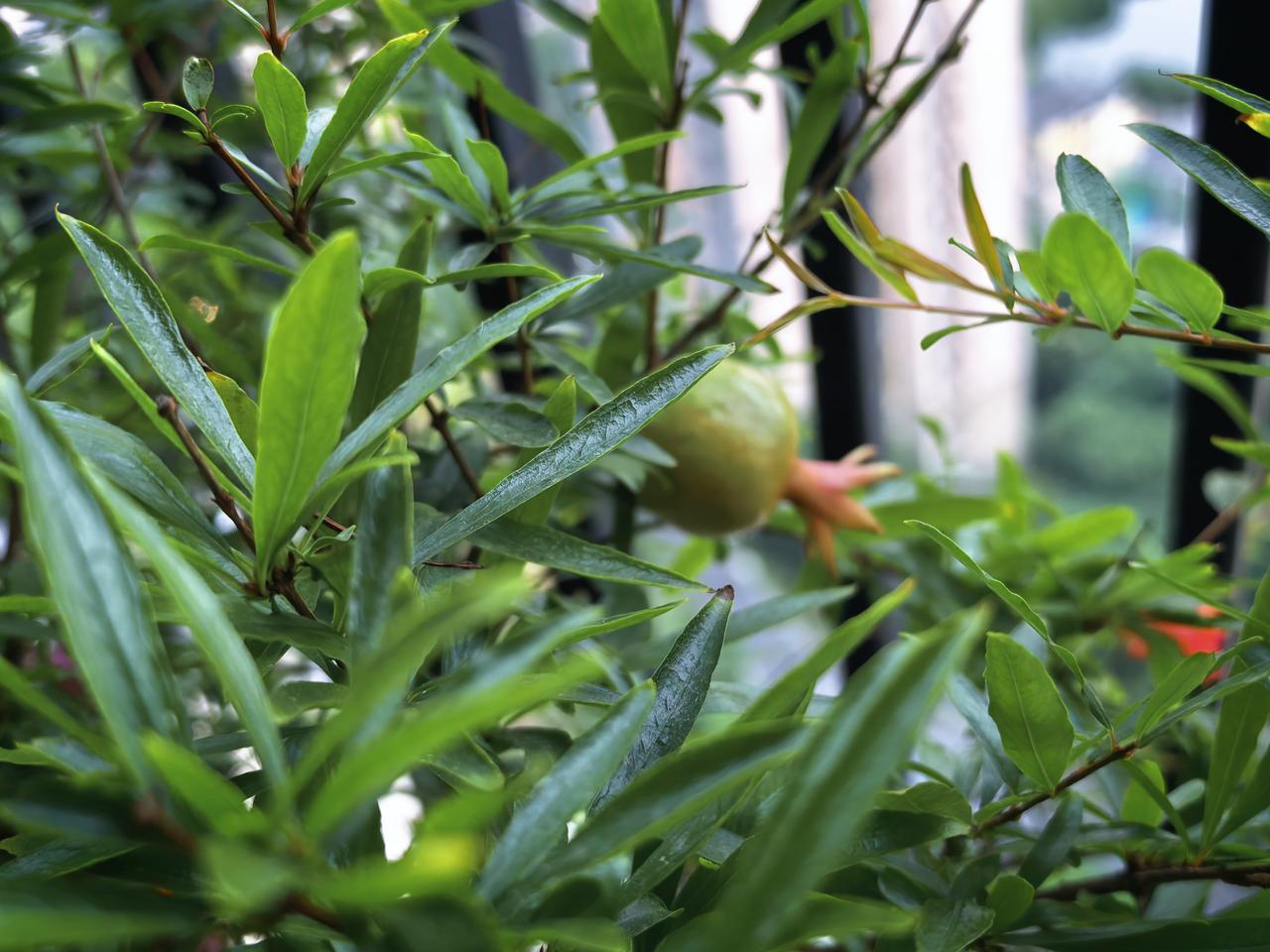 又到了石榴开花的季节，阳台上的石榴树挂满了红色的小花，非常艳丽。

自家的花儿开