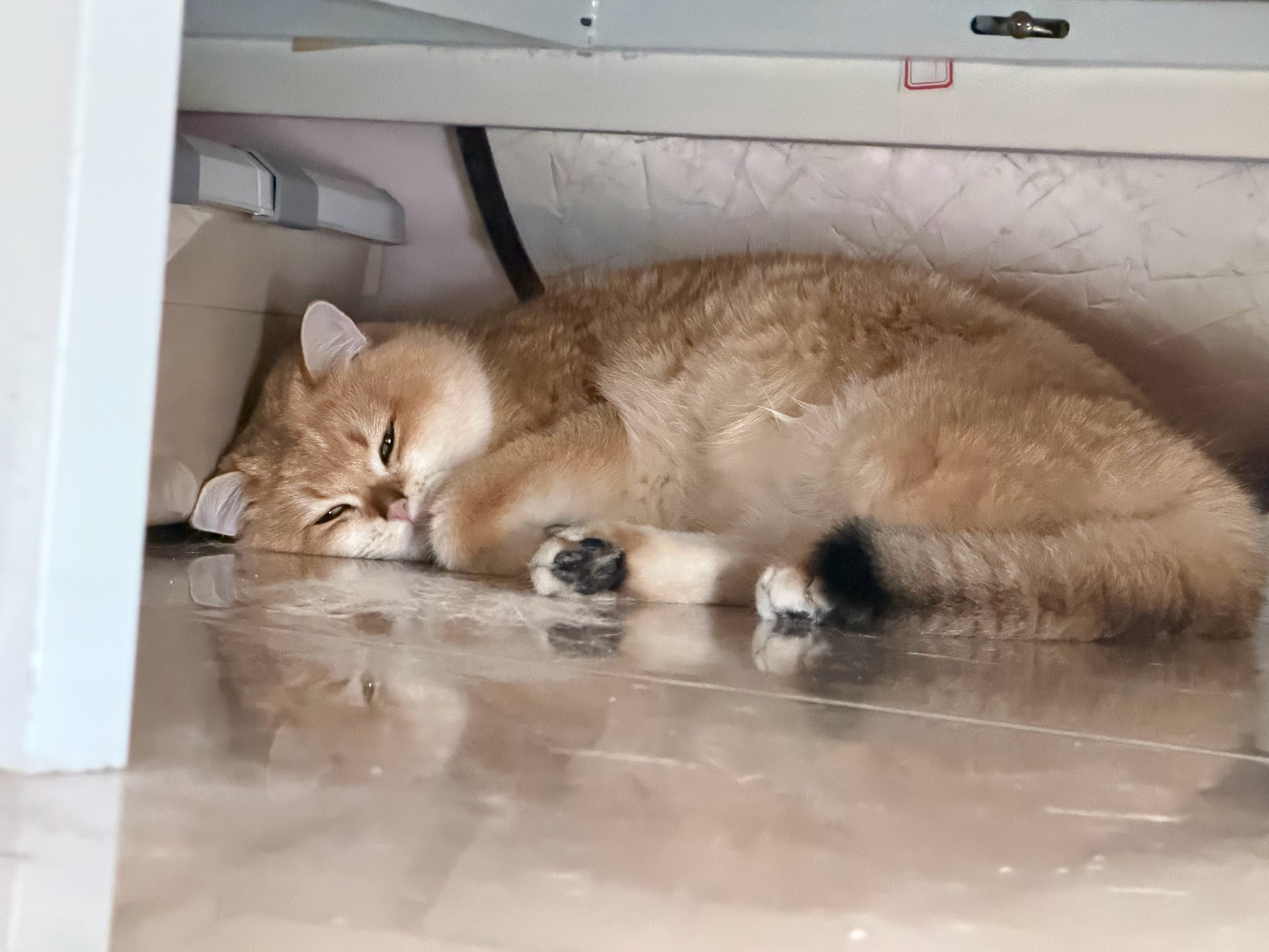 你那一身的聚酯纤维还想电着真毛的我天天掉毛还这么多毛睡那里一地猫毛…… 