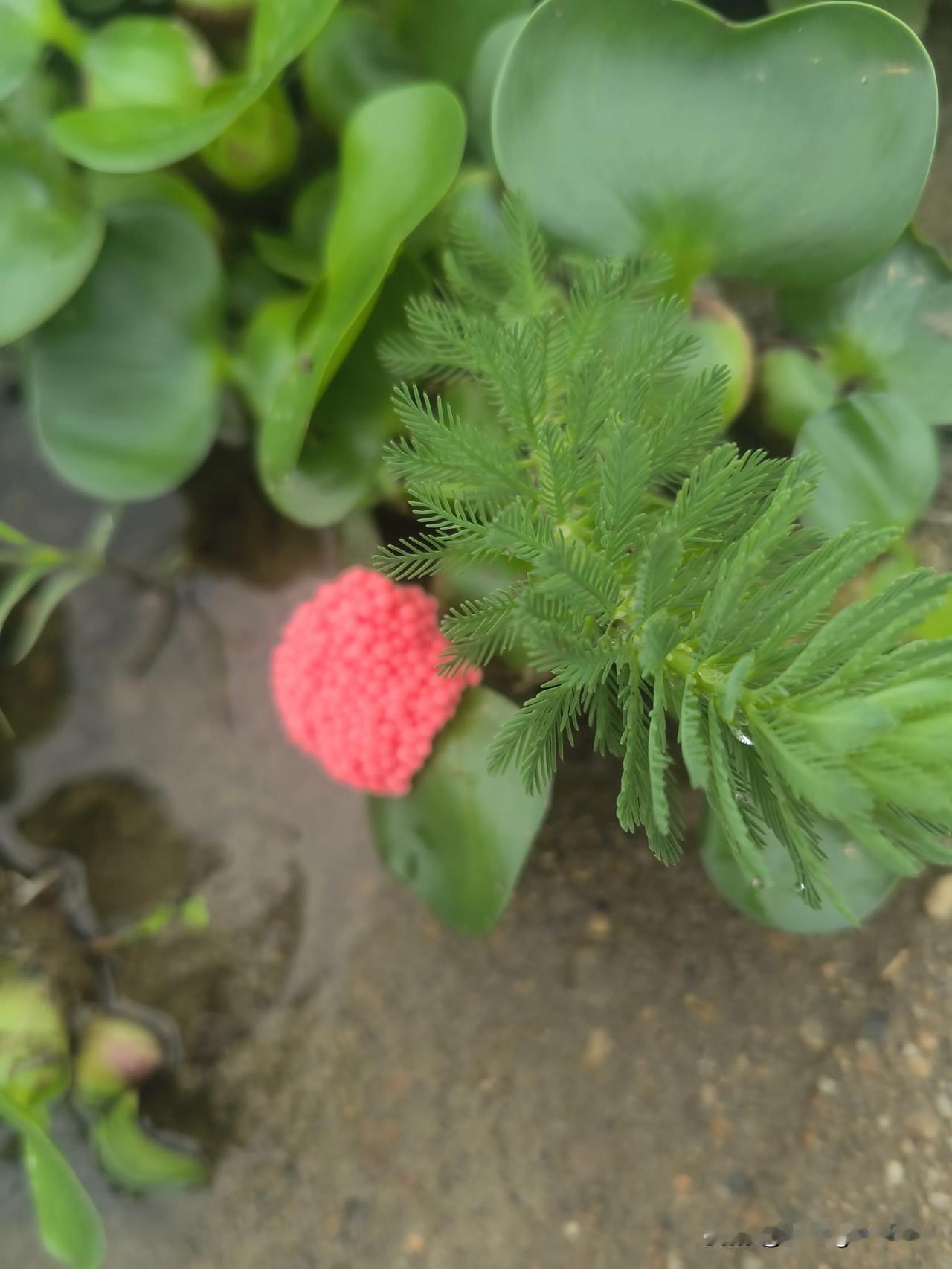 水葫芦上的寄生物
昨日垂钓时，我留意到不远处的水葫芦上，长着红彤彤的小球球，十分