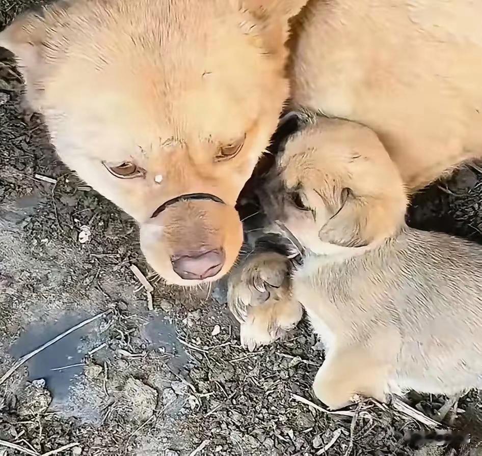 太可怜了！这天一位大哥去乡下收野菜，结果当他来到一个村子里的时候，看到令人难过的