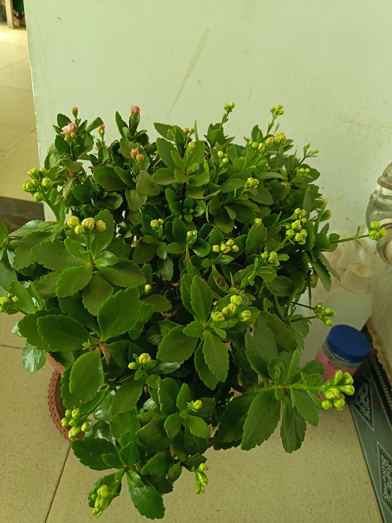 生机勃勃的绿植，为生活增添一抹清新！🌱🌿