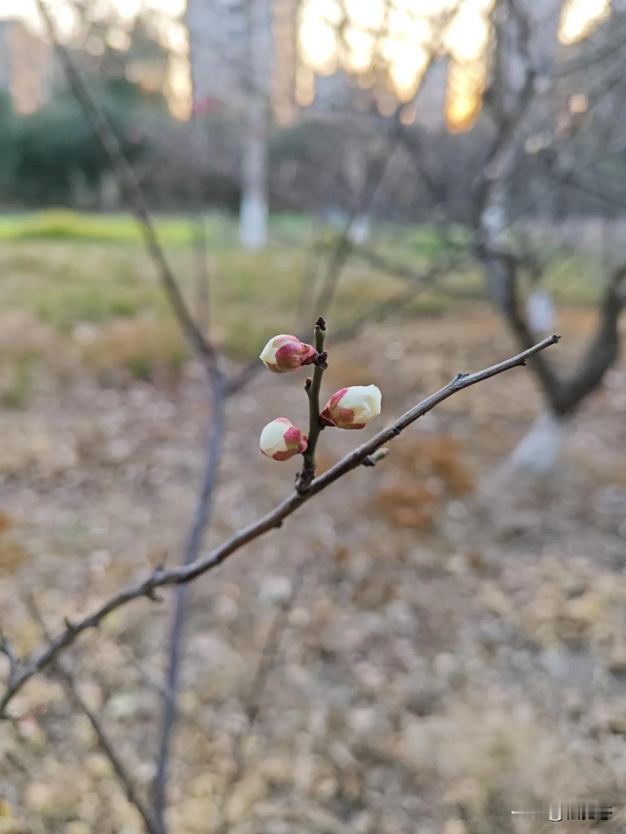 随手拍张照花骨朵儿