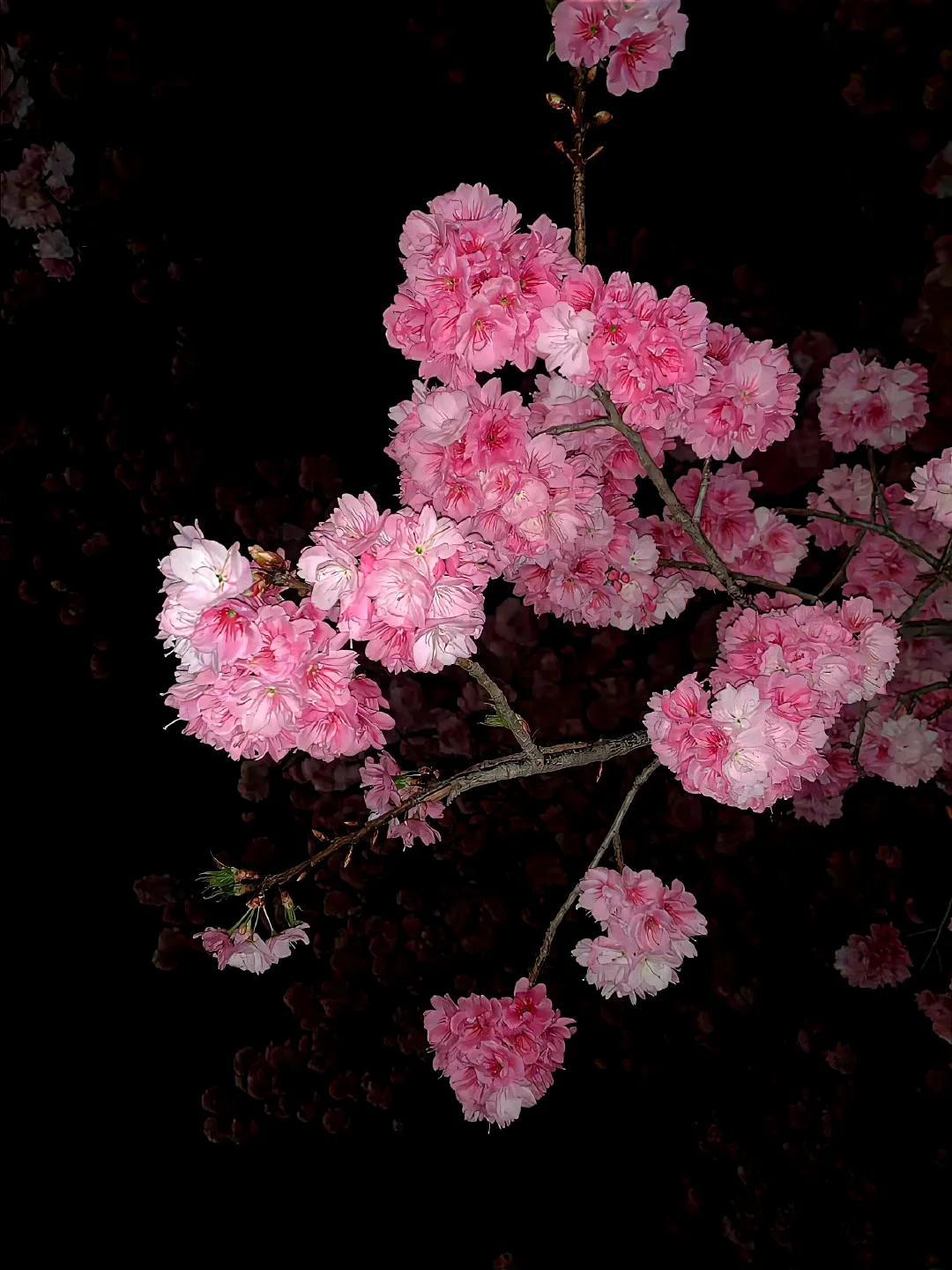 #夜中逢花# #花朵真鲜艳#