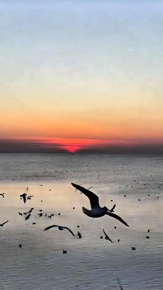 原创七绝
 
《雪枫禽舞》
赤枫凝雪沐朝暾，
彩翼翩跹掠冻痕。
啼碎寒林千籁静，