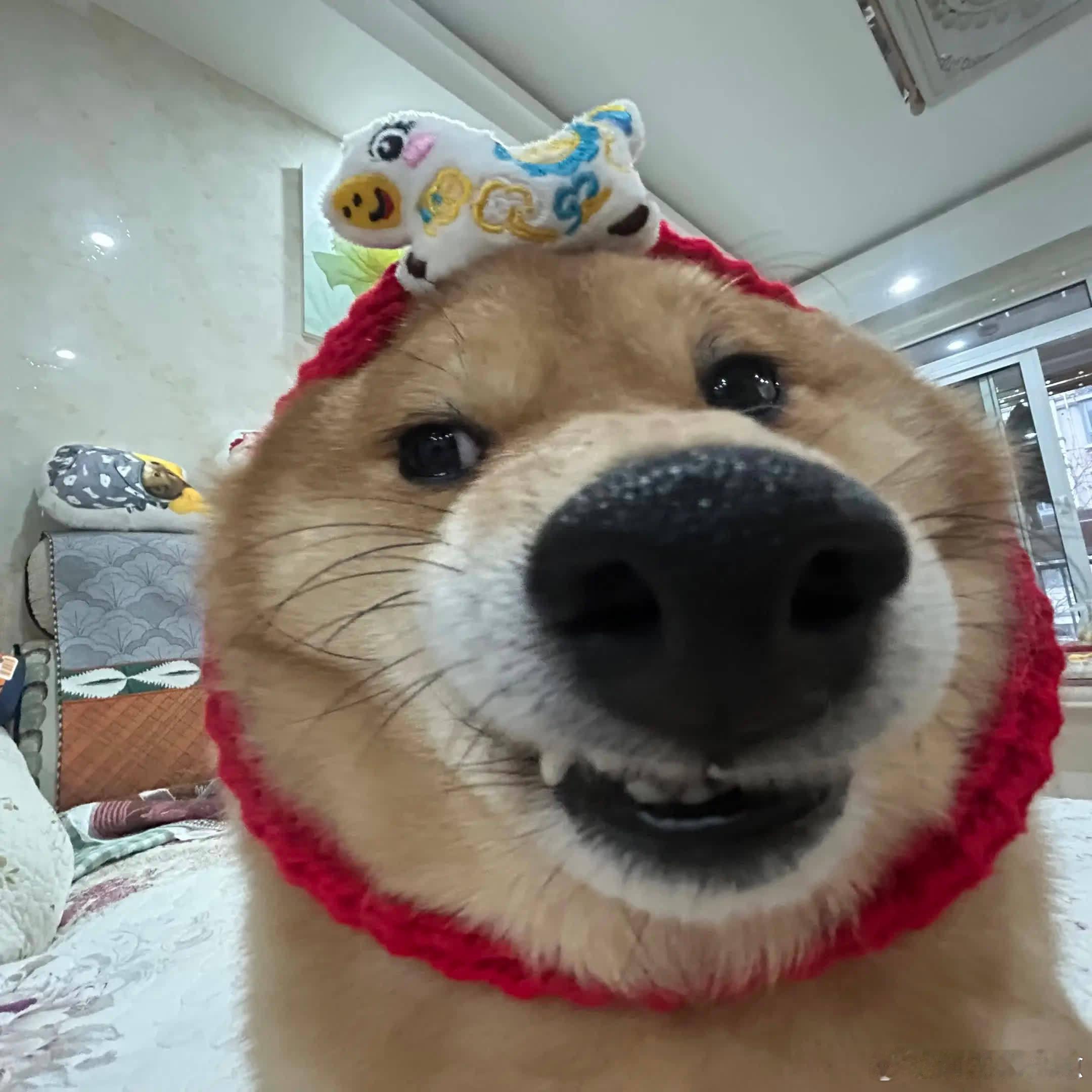 头像来啦。萌宠宠物