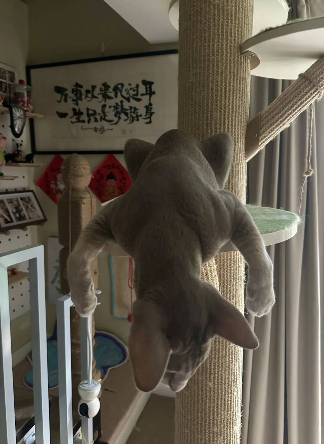 哈哈哈哈，神奇生物