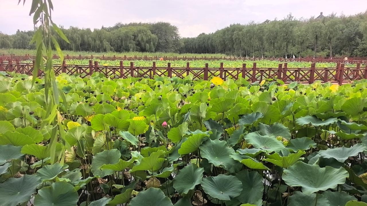 人民公园的荷花长得郁郁葱葱，接天莲叶无穷碧，映日荷花别样红！