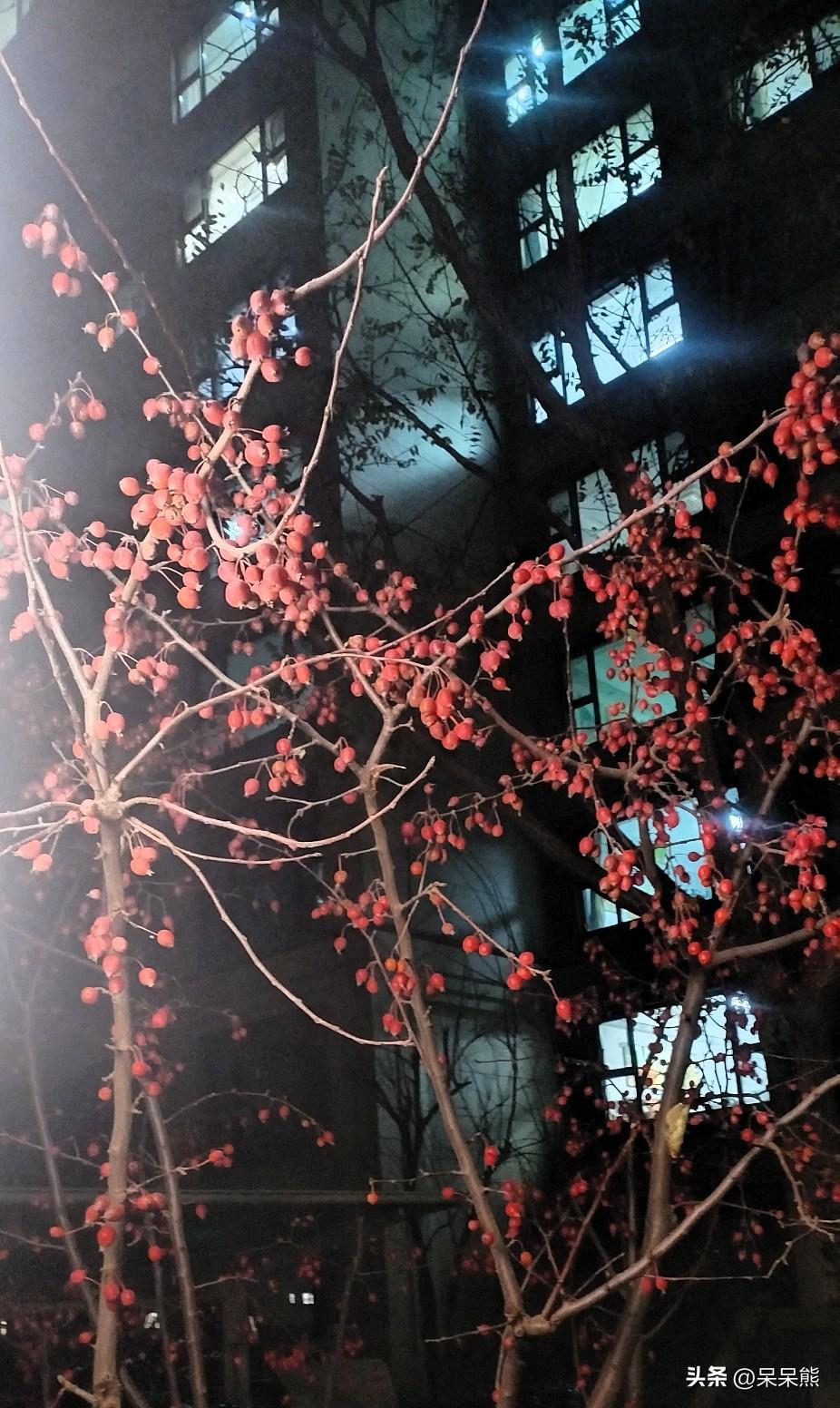 下班的途中，一不小心被灯光下的红色果实惊艳到了。
小小的红色果子，在树枝上挂着，