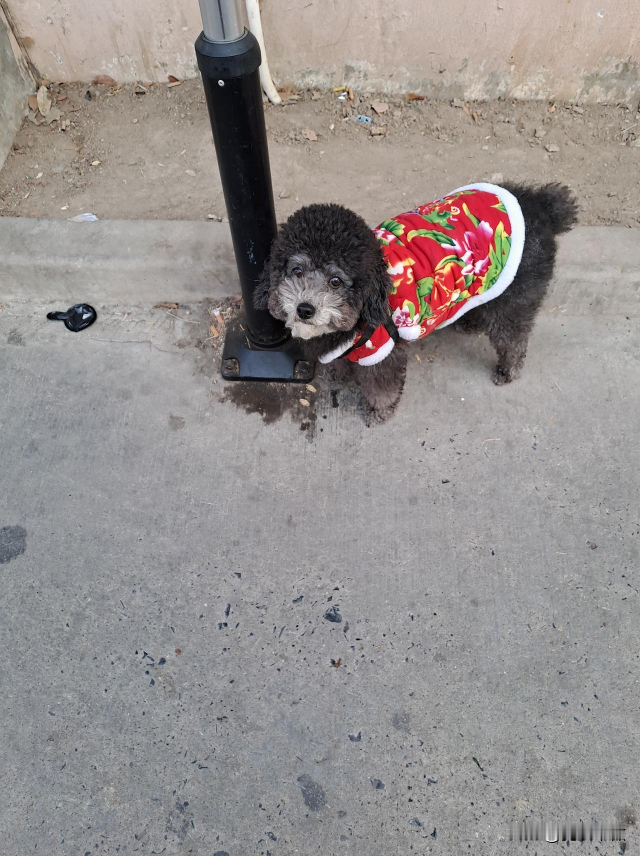 今天早上出去锻炼，不经意间看到一只超萌的穿衣服的小狗。那小狗全身黑毛，穿着一件小