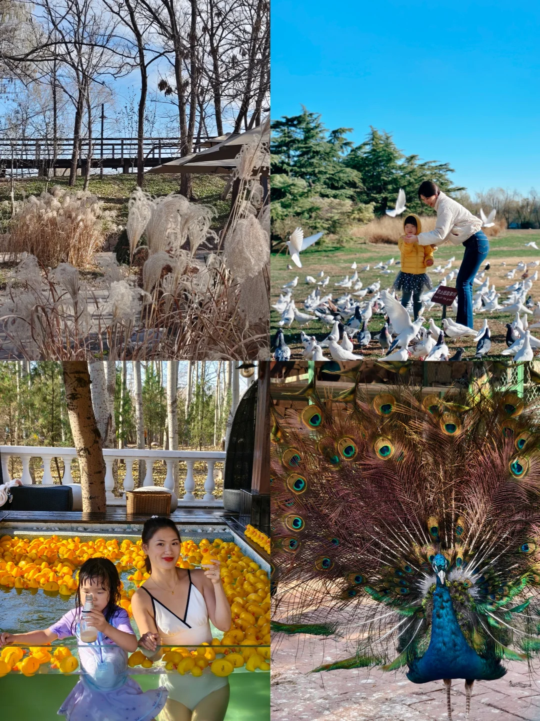 在北京‼️住进动物园🐒泡私汤看星星♨️