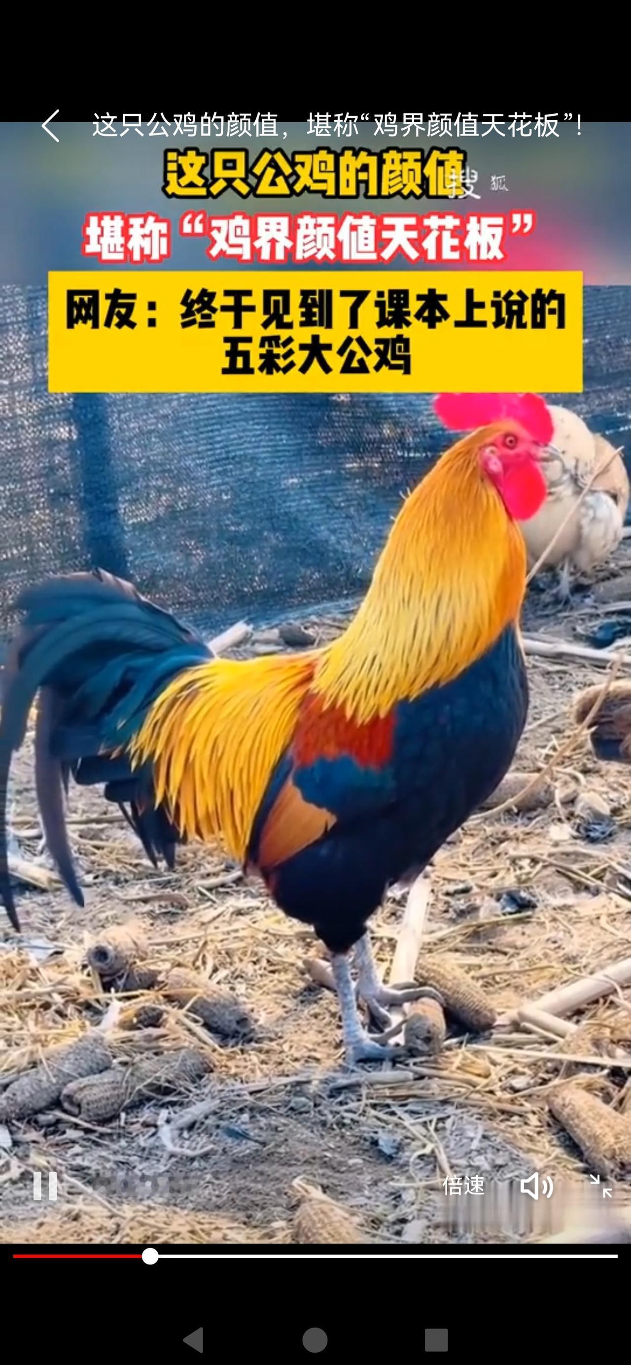 《“鸡界颜值天花板”！这只公鸡帅到网友直呼：出道吧！》

最近一只公鸡火遍全网，