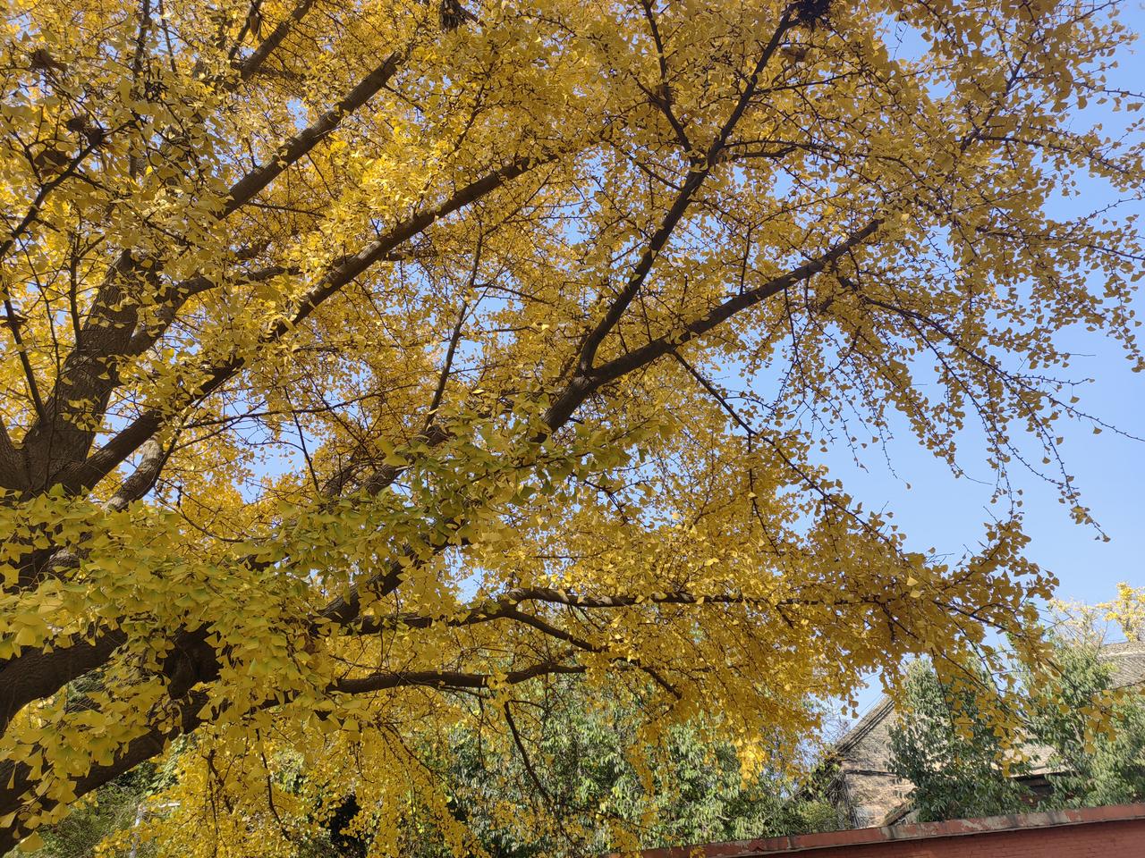 可以分享一张秋景的树叶的照片吗？