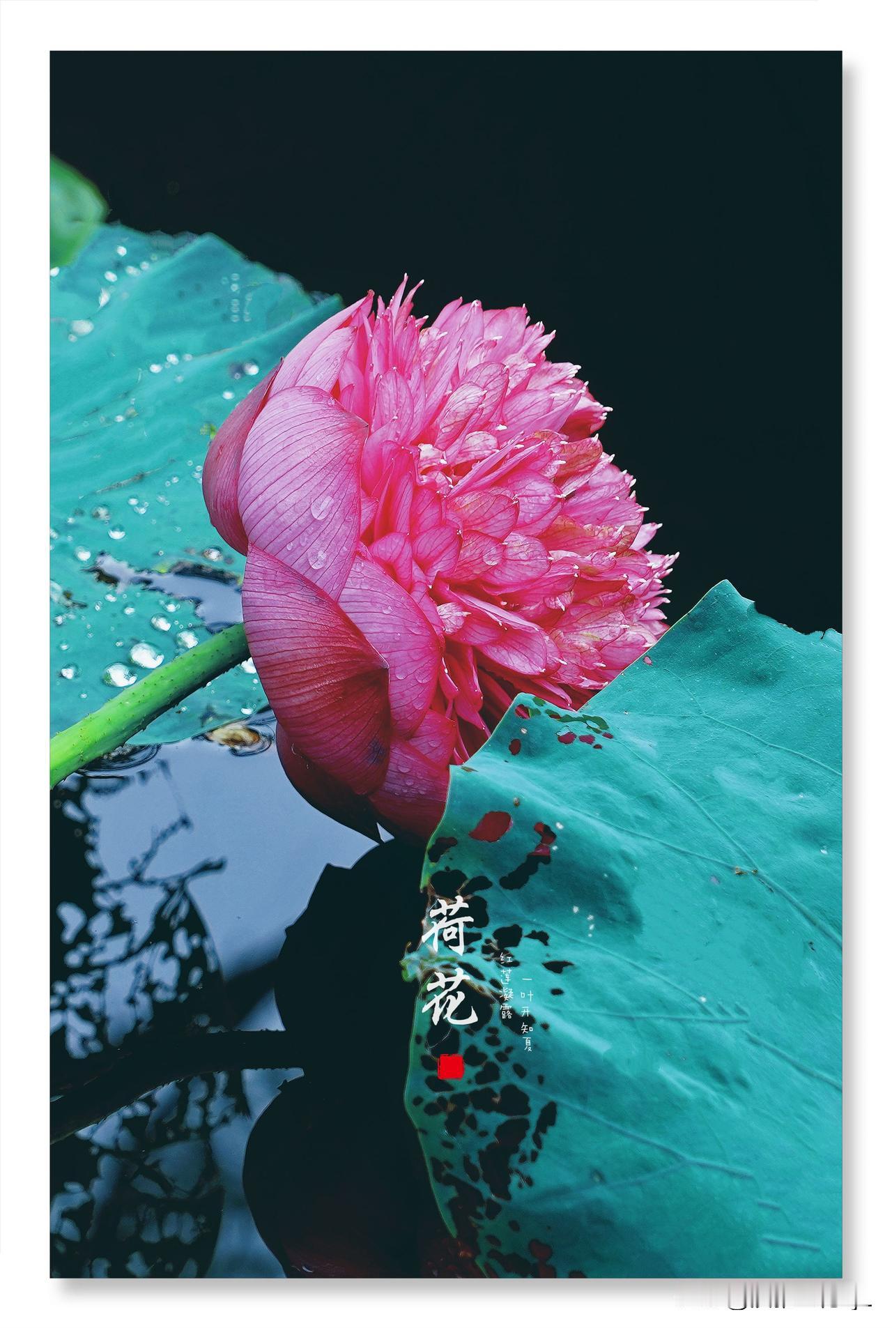 雨落荷塘，
红莲盛放，
不负盛夏好风光。
【原创摄影】
拍摄地点：广州市荔湾区江
