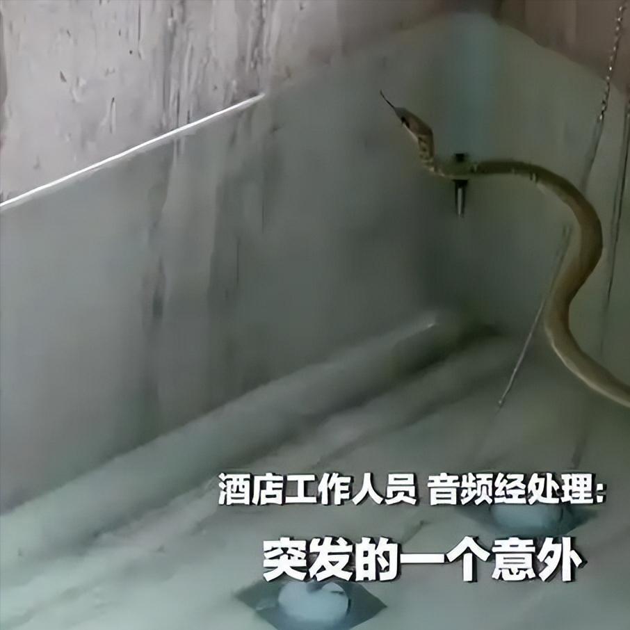 广东一酒店温泉池惊现一条蛇，泡温泉泡出惊魂一幕！原生态不能成安全挡箭牌

广东清