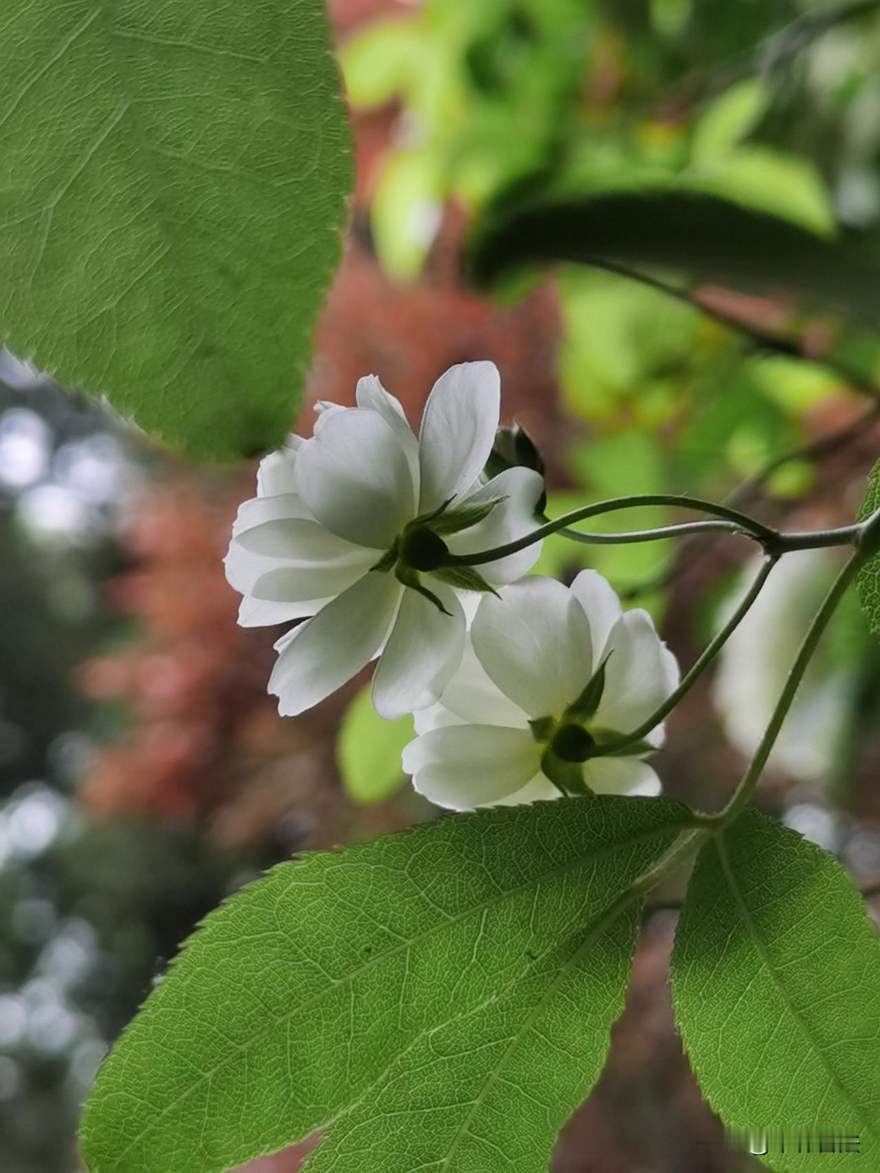 木香花……
西安生活 
兴庆宫公园